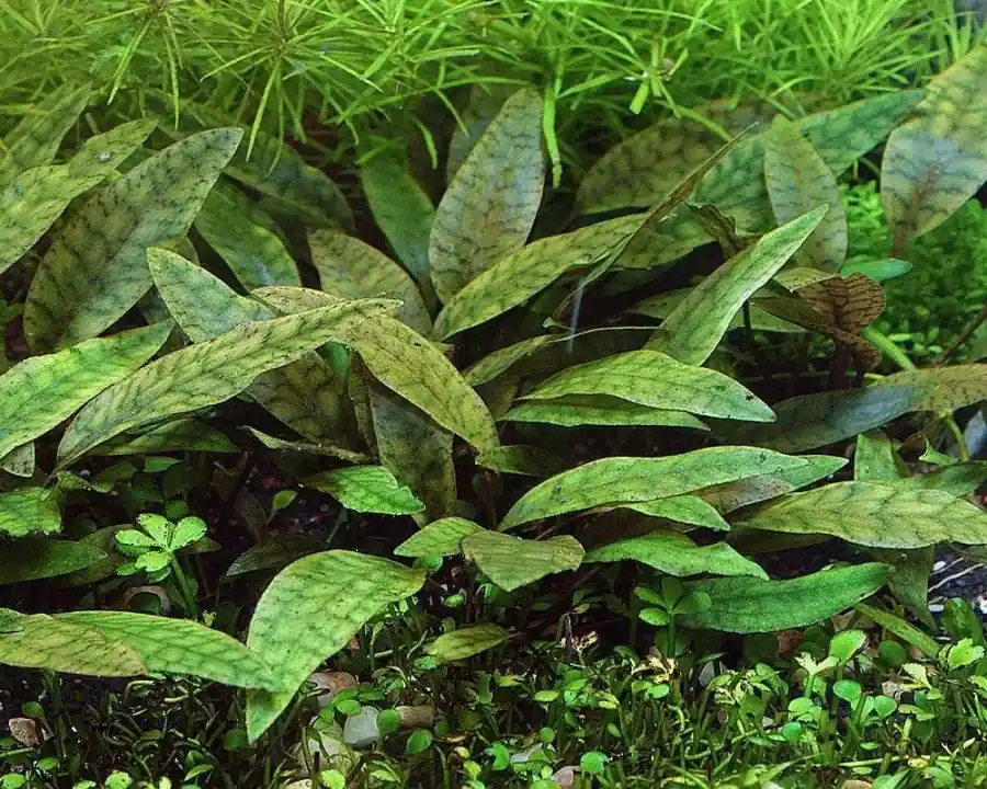Objednat Nyní Cryptocoryne Purpurea