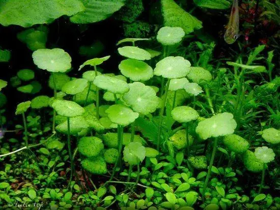 Hydrocotyle vulgaris Pennywort Super Cena