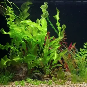 Pouze Dnes Aponogeton ulvaceus