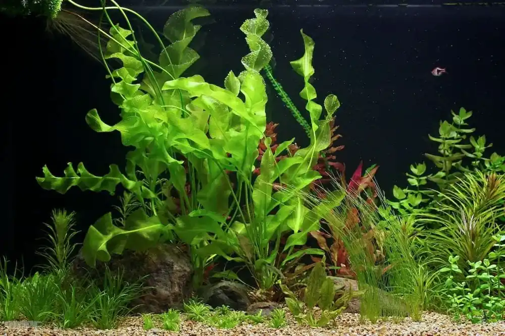 Pouze Dnes Aponogeton ulvaceus