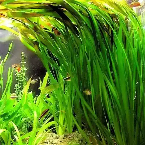 Vallisneria spiralis tiger Nejprodávanější