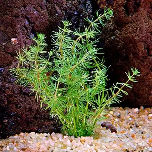 Bacopa myriophylloides Vysoce Kvalitní