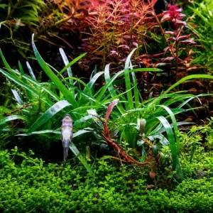 Eriocaulon sp. ‘Vietnam‘ Sleva