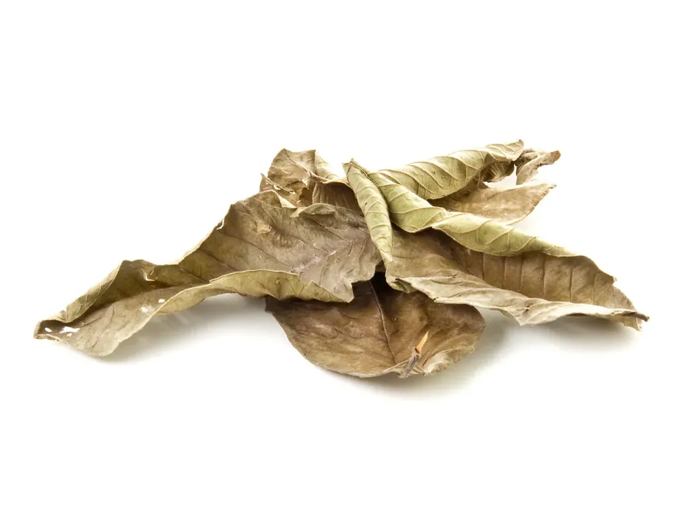 Tovární Cena EasyFish Guava Leaves 20 g