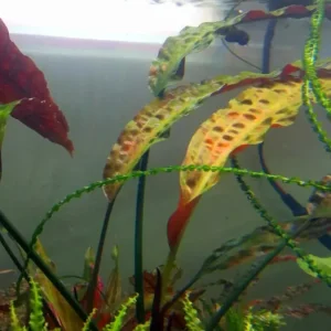 Cryptocoryne usteriana Víkendová Akce