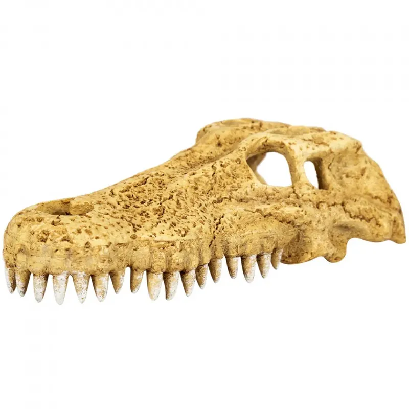 Sezónní Sleva Repti Zoo Crocodile Skull S – lebka krokodýla