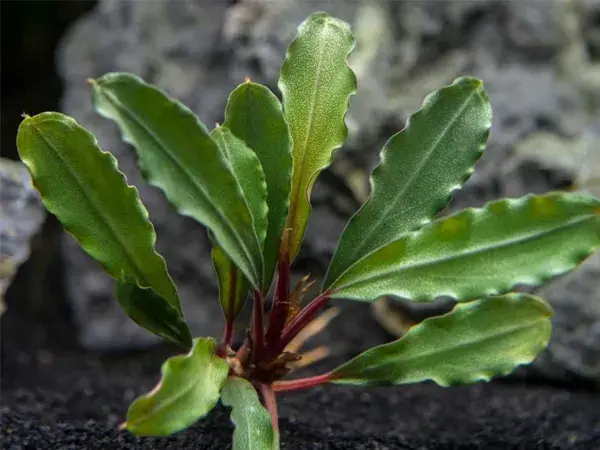 Tovární Cena Bucephalandra biblis