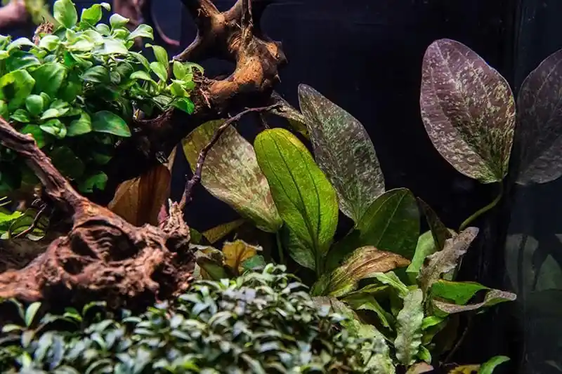Sezónní Sleva Echinodorus fancy twist