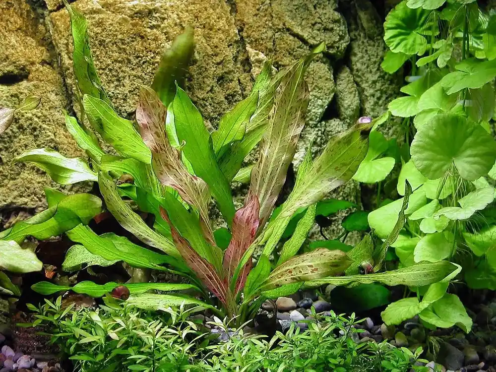 Cenový Hit Echinodorus phyton