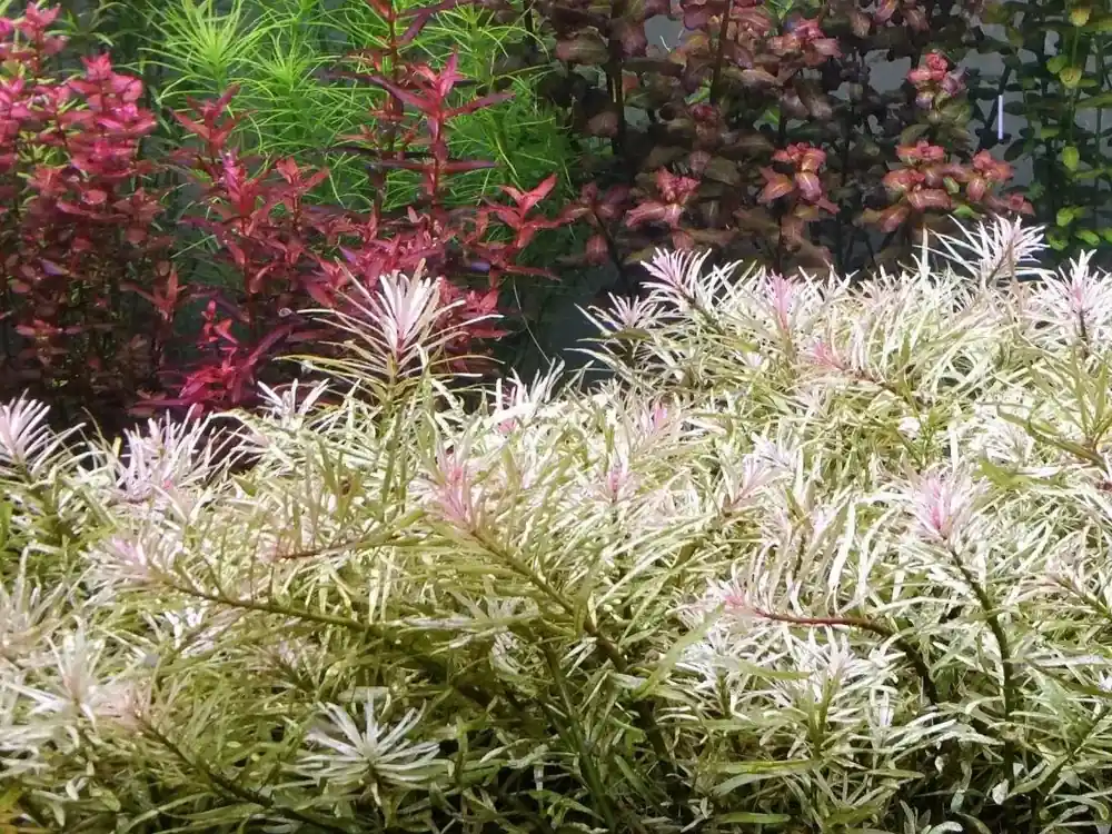 Ludwigia sp. White Zlevněný
