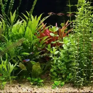 Bacopa crenata Nakupujte Hned