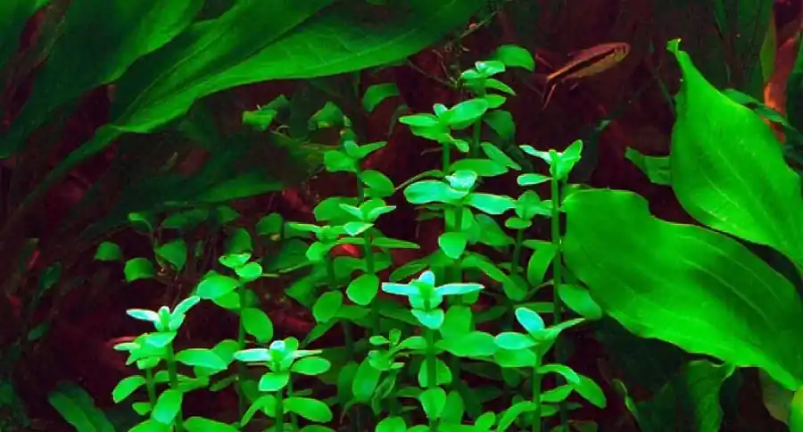 Bacopa madagascarienses Značkový
