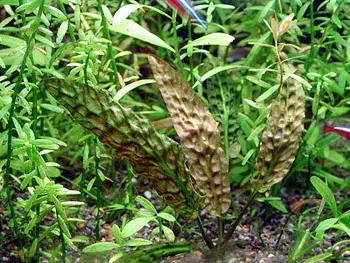 Cryptocoryne bullosa Výhodná Nabídka