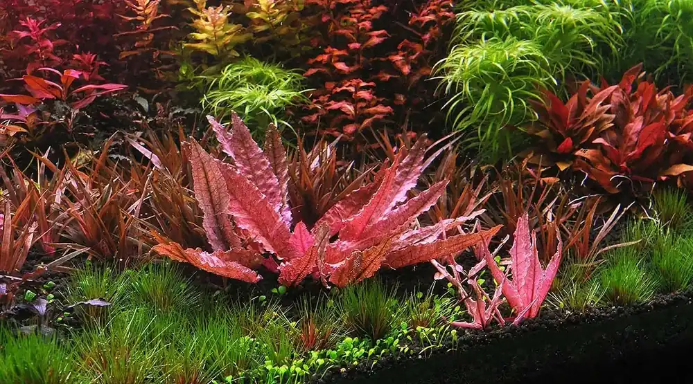 Autentický Cryptocoryne flamingo