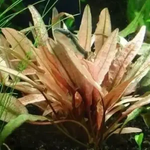 Cryptocoryne petchii pink Značkový