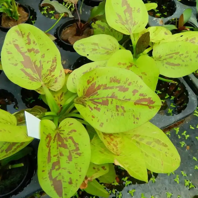 Horká Nabídka Echinodorus yellow sun
