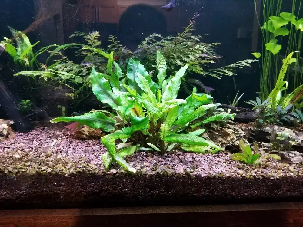 Hit Sezóny Cryptocoryne wendtii green gecko