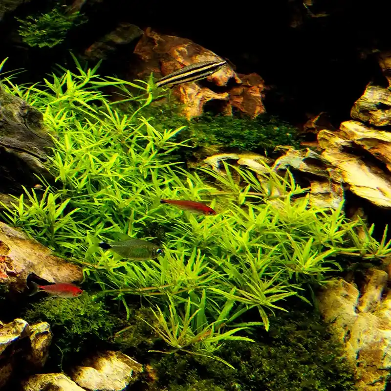 Originální Limnophila sp. Scrophulariaceae