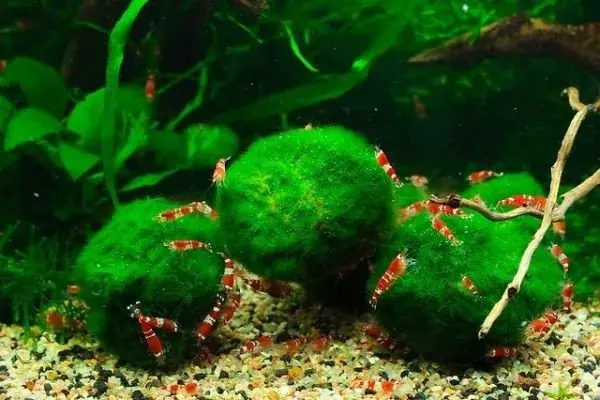 Řasokoule Cladophora aegagropila XL 7-9 cm Cenová Bomba