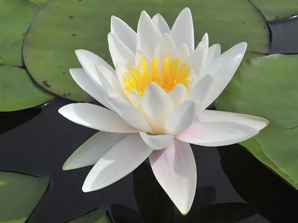 Nymphaea Marliacea Albida Cenová Bomba