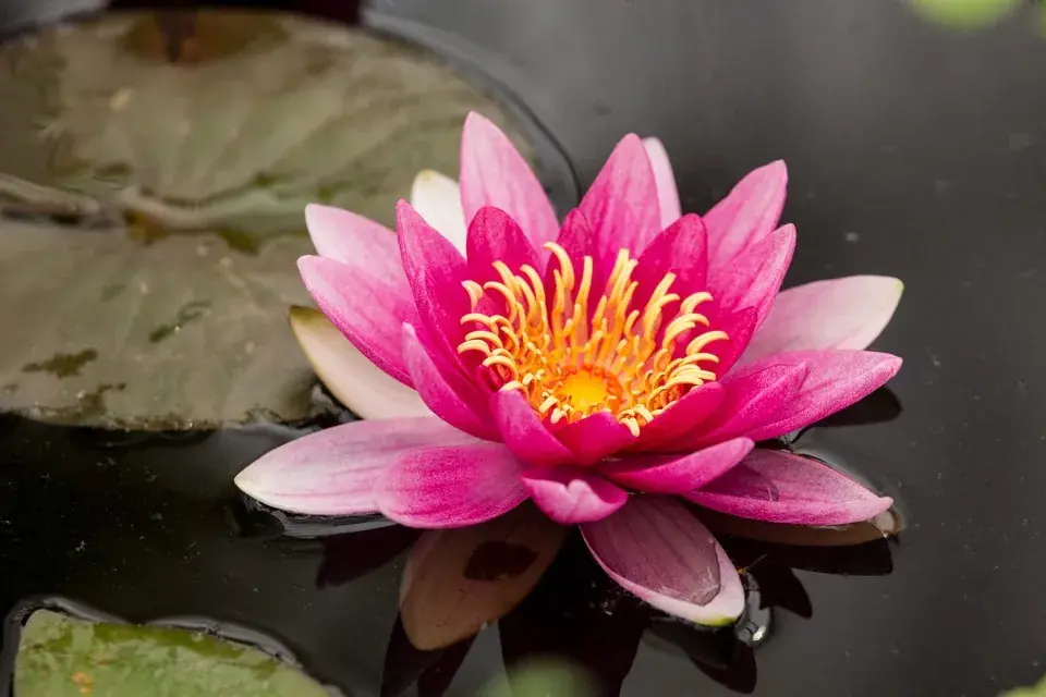 Pouze Dnes Nymphaea Attraction