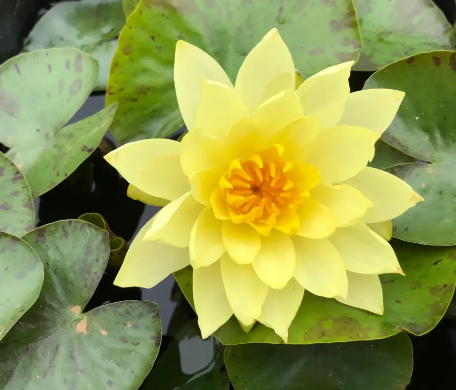Nakupujte Hned Nymphaea Moorei