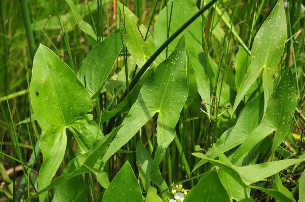 Sagittaria latifolia Aktuální