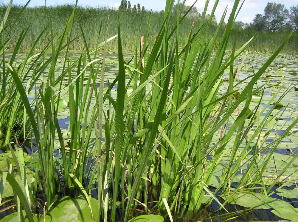 Časově Omezené Acorus calamus
