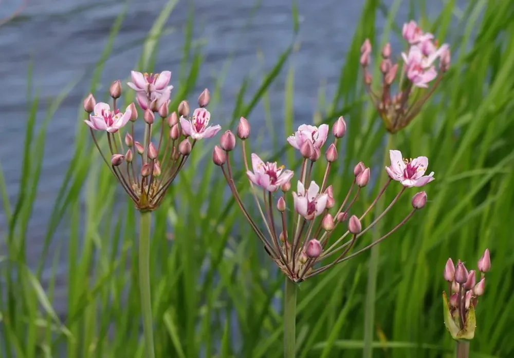 Výprodej Butomus umbellatus