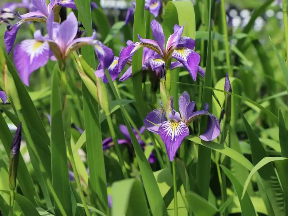 Iris versicolor Expresní Doručení