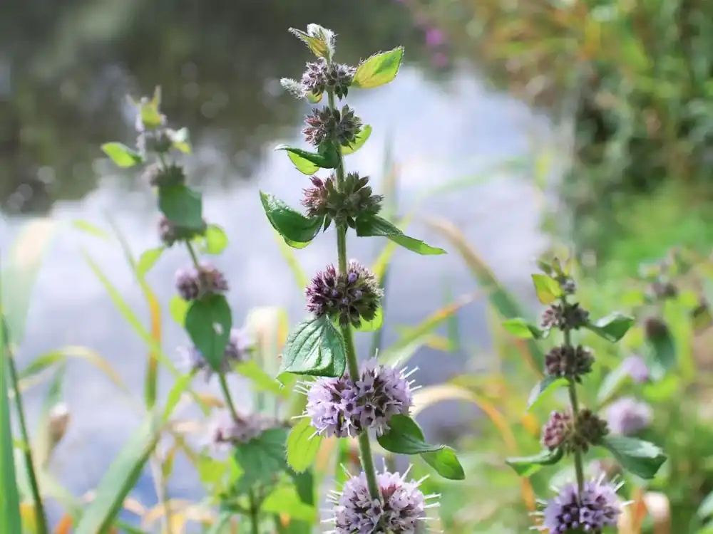 Mentha aquatica Odeslání Ihned