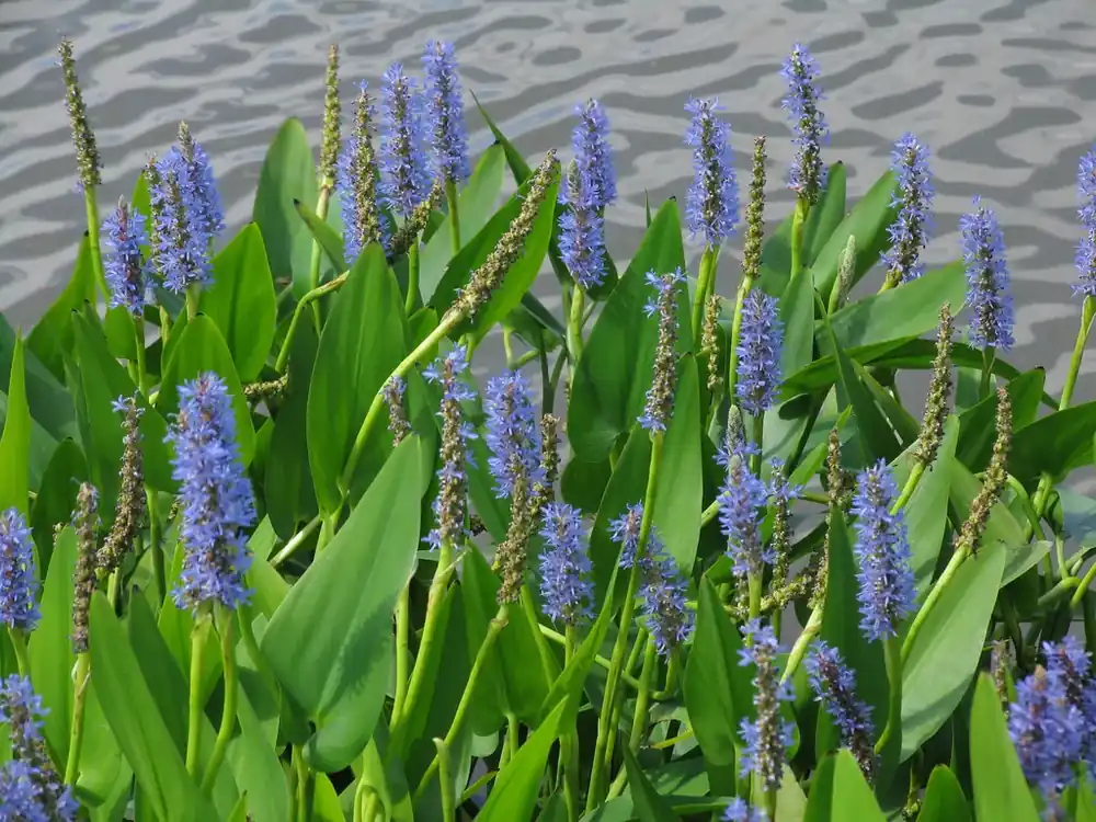 Pontederia cordata Akční Nabídka