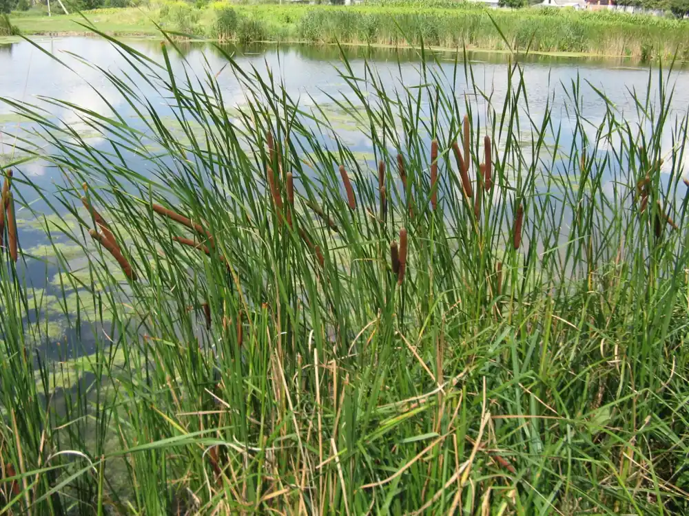 Aktuální Typha angustifolia