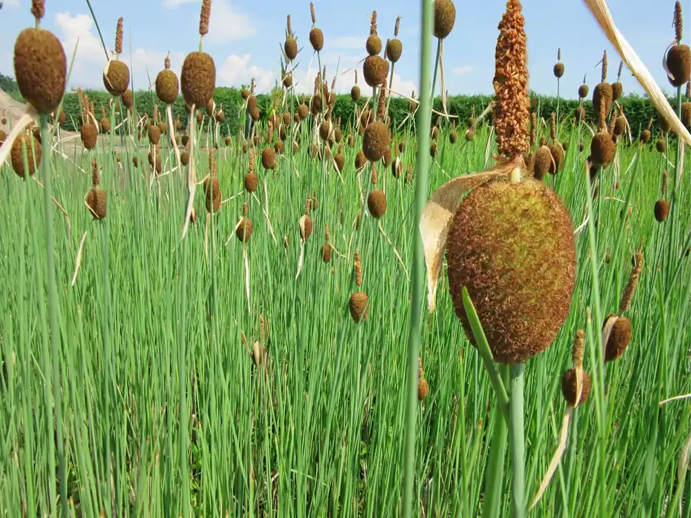 Originální Typha minima
