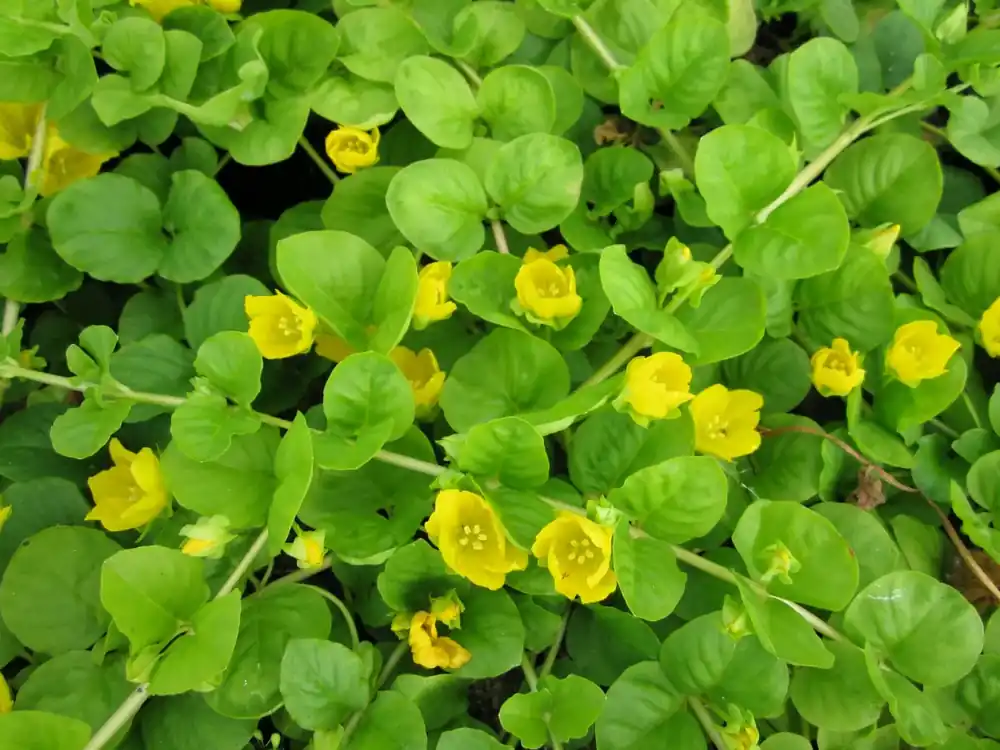 Lysimachia nummularia Nejlepší Cena