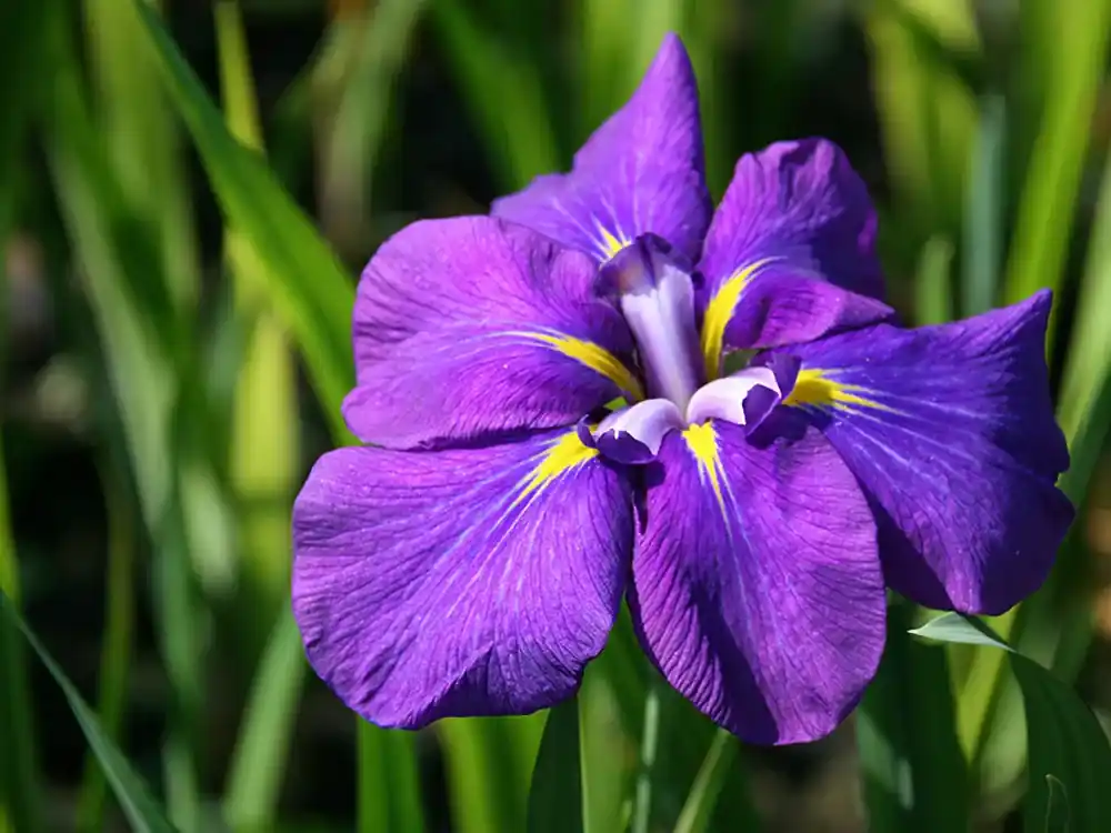 Iris ensata ‘kaempferi‘ Tovární Cena