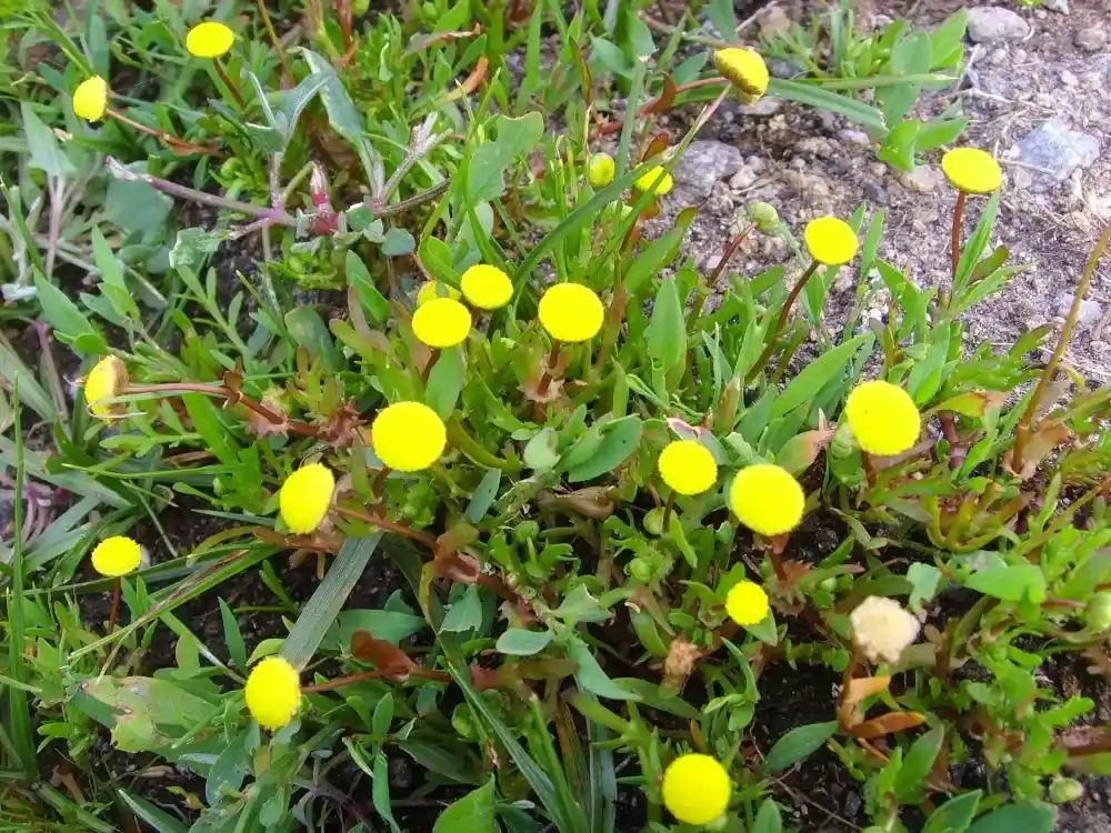 Nejlepší Cena Cotula coronopifolia