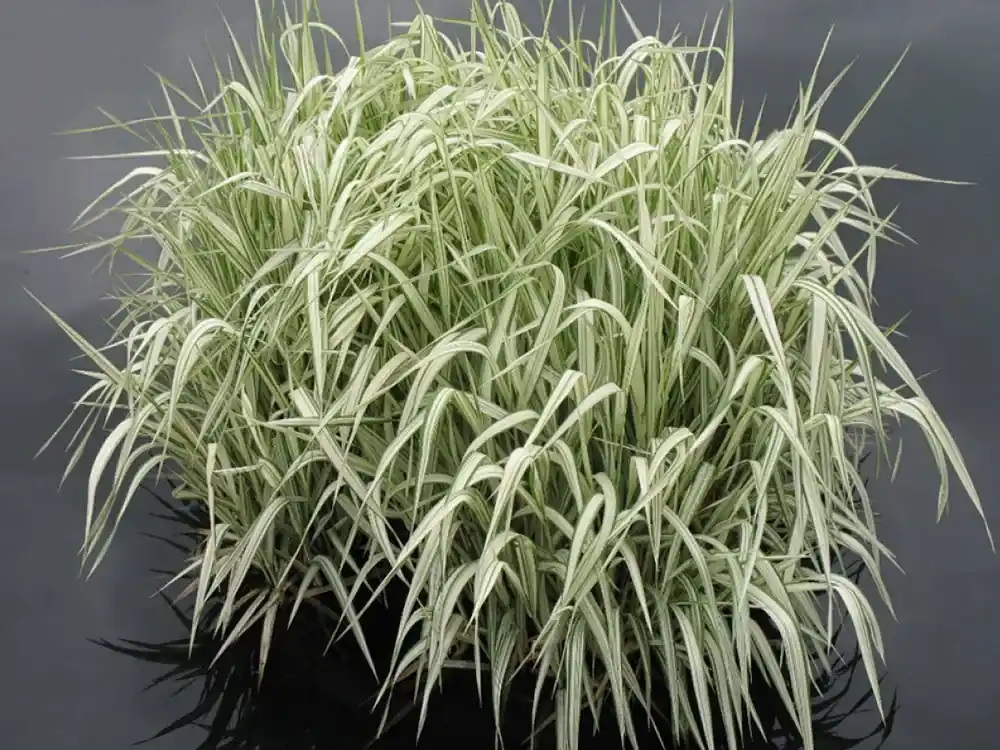 Rychlé Dodání Glyceria maxima ‘Variegata‘