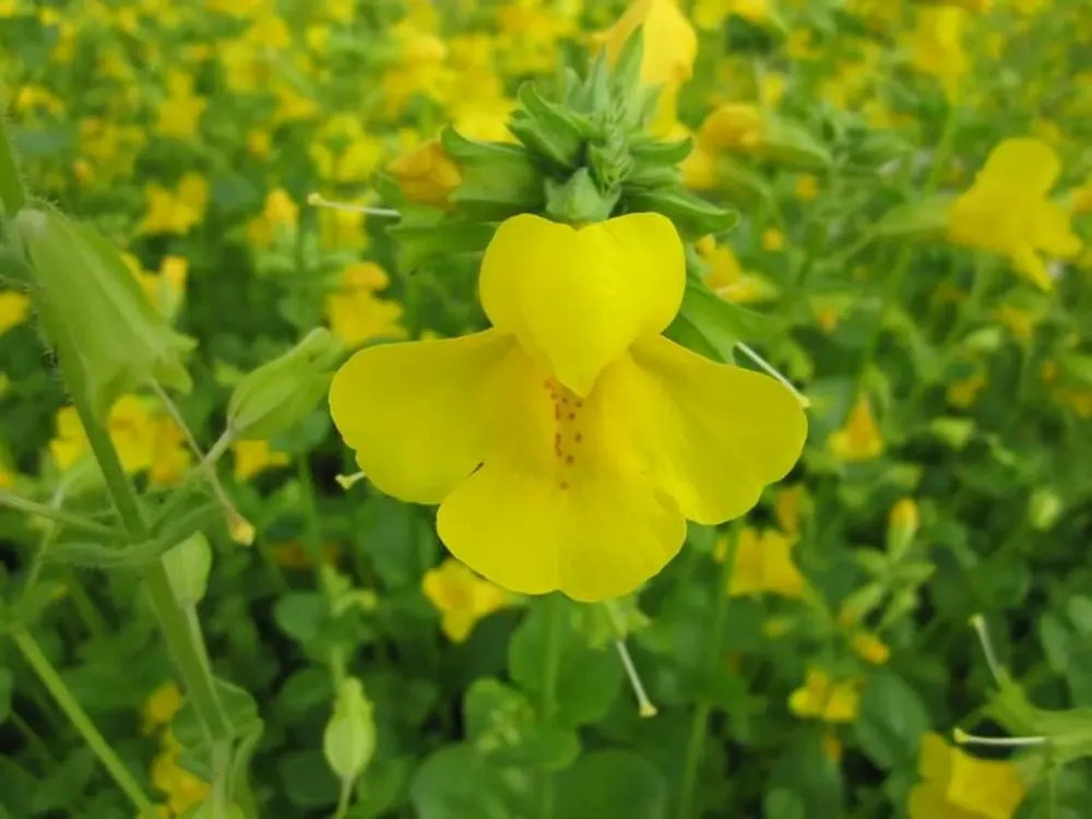 Aktuální Mimulus luteus