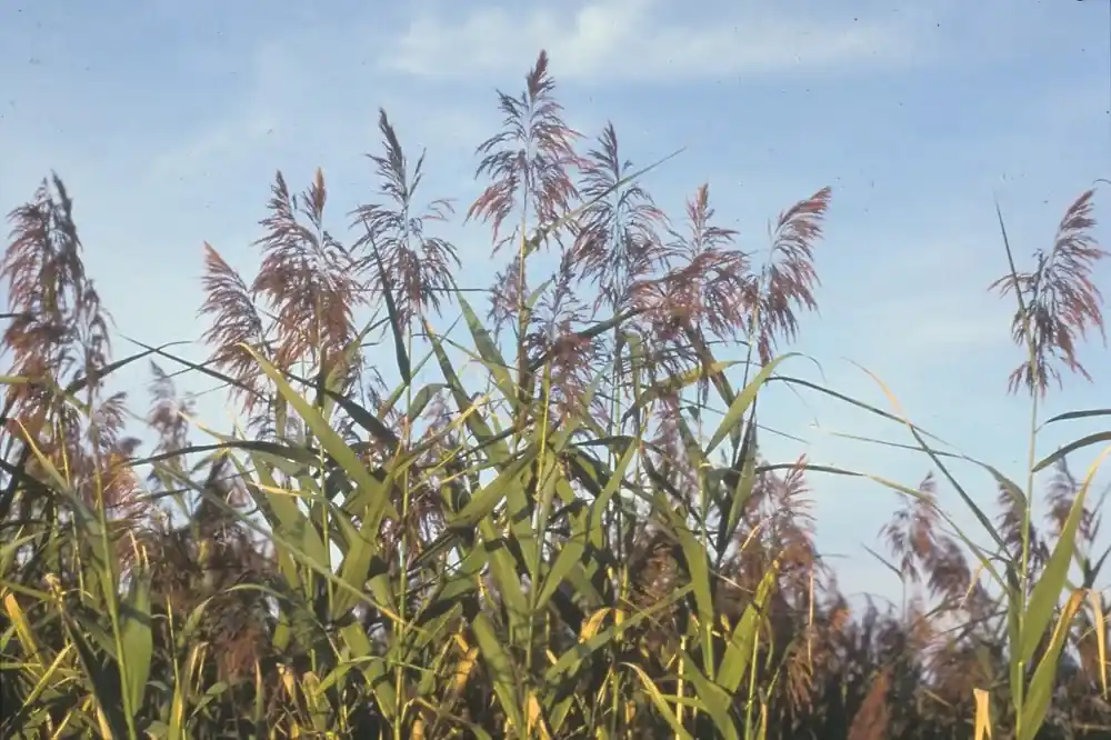 Top Prodej Phragmites australis