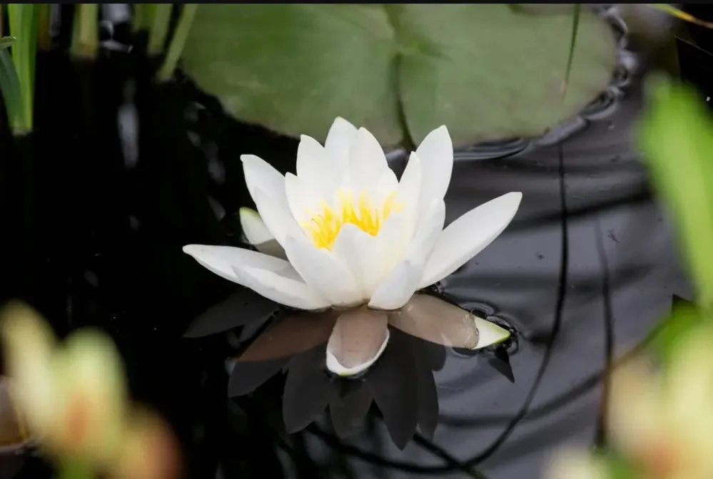 Koupit Online Nymphaea Gladstoniana