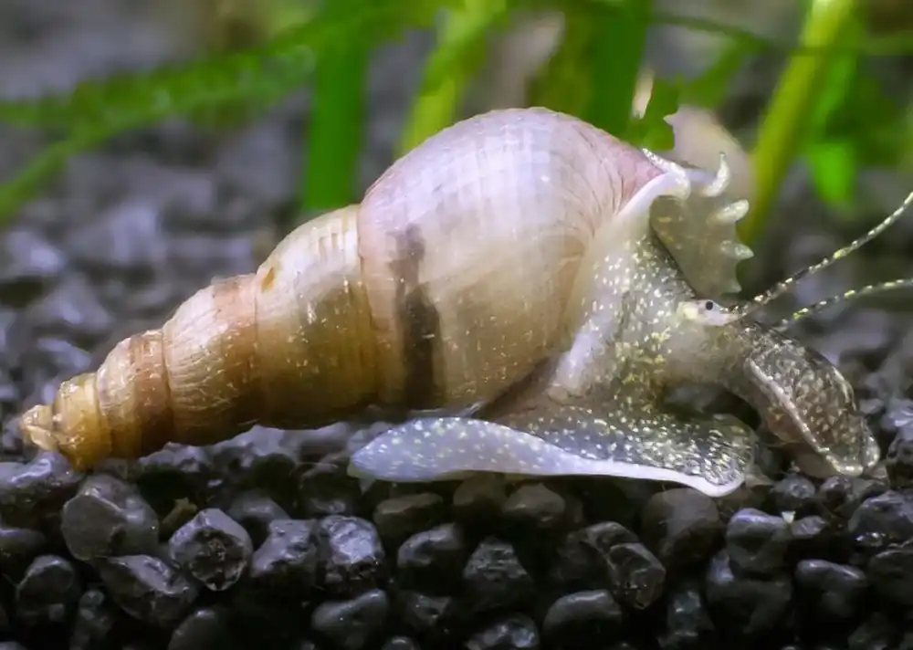 Super Cena Melanoides tuberculatus - Piskořka věžovitá