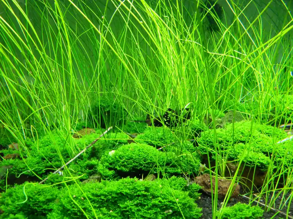 Přímo Od Výrobce Eleocharis sp. Montevidensis