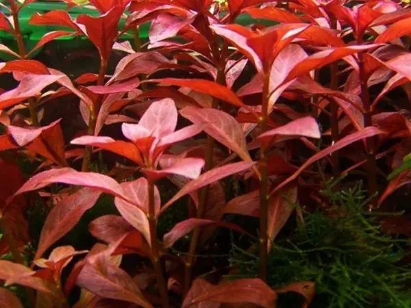 Zlevněný Ludwigia palustris red