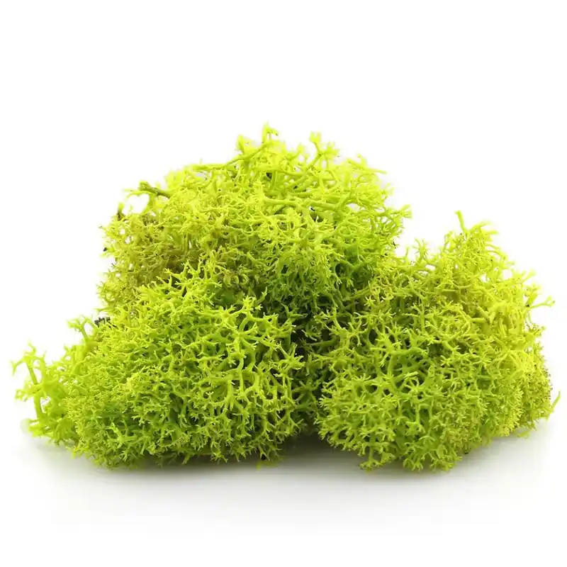 Secret Live Moss Light Green porce živého mechu 5g Speciální Cena