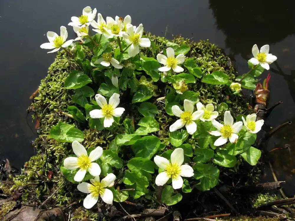 Oblíbený Caltha palustris var. Alba