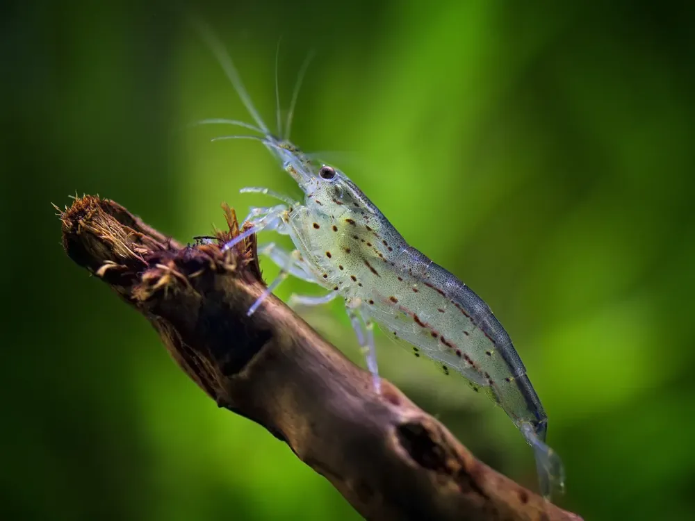 Caridina Japonica "S" Hit Sezóny