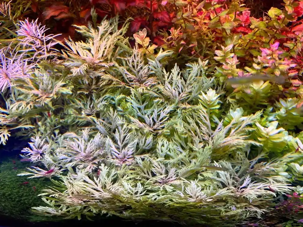 Hyptis laciniata Speciální Cena