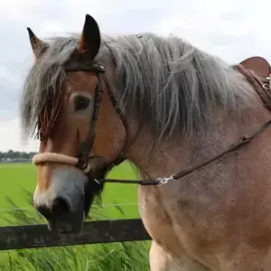 Bezudidlová uzdečka pro chladnokrevníky F.R.A. Tinver Nejlepší Cena