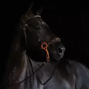 Objednat Nyní Hliníkové hackamore Acavallo